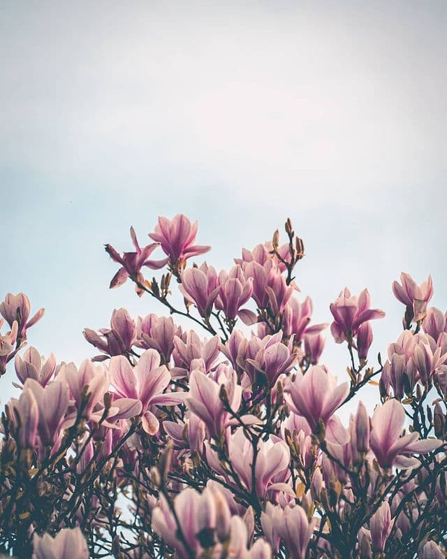 Magnolia flowers in bloom